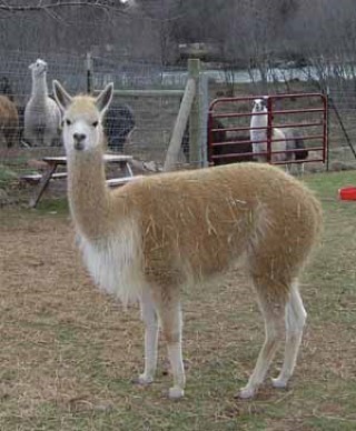 Alpaca For Sale - Tiara  PV Registration Pending at Llama Linda Ranch